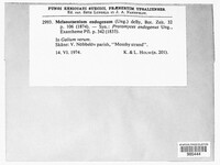 Image of Melanotaenium endogenum